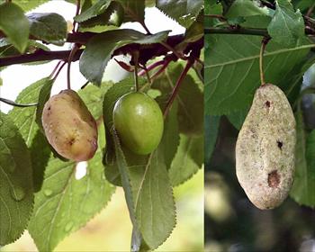 بیماری انبونک یا خیارک آلو